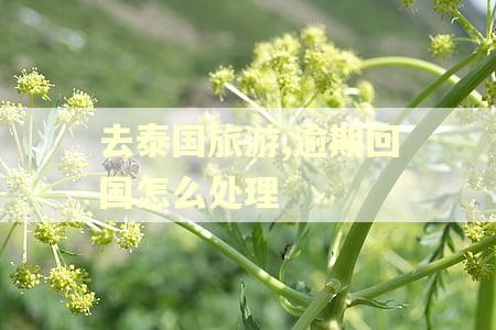 去泰国旅游,逾期回国怎么处理 去泰国旅游,逾期回国怎么处理