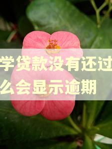 助学贷款没有还过款怎么会显示逾期