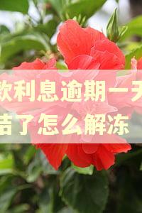贷款利息逾期一天被冻结了怎么解冻