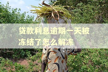 贷款利息逾期一天被冻结了怎么解冻 贷款利息逾期一天被冻结了怎么解冻
