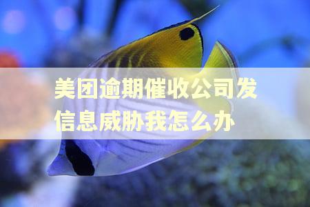 美团逾期催收公司发信息威胁我怎么办