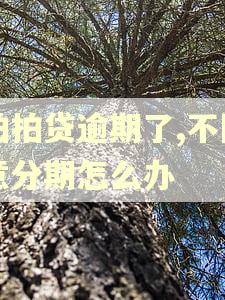 拍拍贷逾期了,不同意分期怎么办 拍拍贷逾期了,不同意分期怎么办