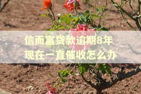 信而富贷款逾期8年现在一直催收怎么办