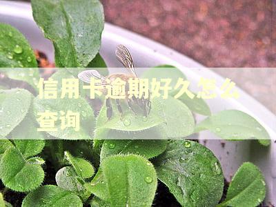 信用卡逾期好久怎么查询