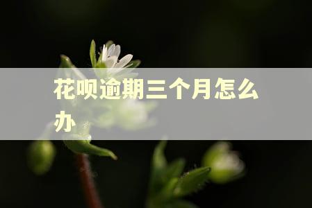 花呗逾期三个月怎么办