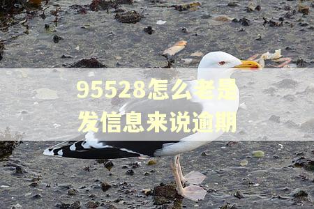 95528怎么老是发信息来说逾期