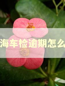 上海车检逾期怎么办
