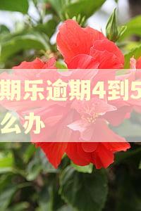分期乐逾期4到5天怎么办 分期乐逾期4到5天怎么办