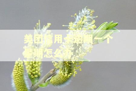 美团信用卡逾期一个星期怎么办