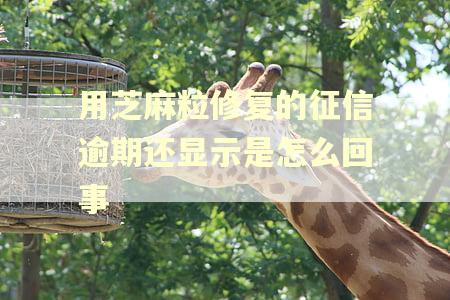 用芝麻粒修复的征信逾期还显示是怎么回事