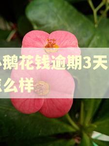 小鹅花钱逾期3天会怎么样