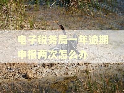 电子税务局一年逾期申报两次怎么办
