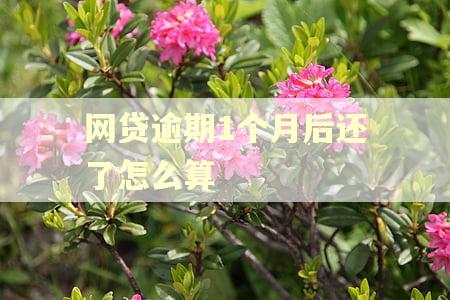 网贷逾期1个月后还了怎么算