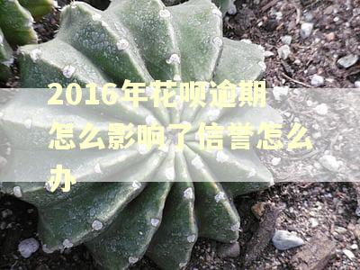 2016年花呗逾期怎么影响了信誉怎么办 2016年花呗逾期怎么影响了信誉怎么办
