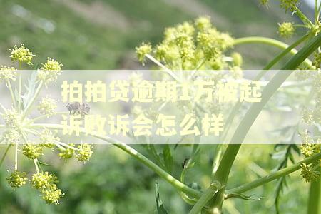 拍拍贷逾期1万被起诉败诉会怎么样