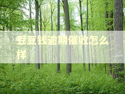 豆豆钱逾期催收怎么样