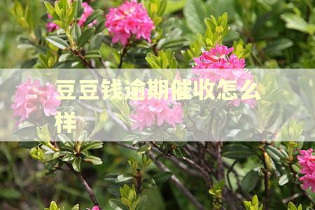豆豆钱逾期催收怎么样