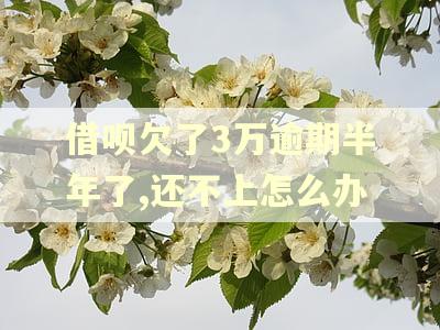 借呗欠了3万逾期半年了,还不上怎么办