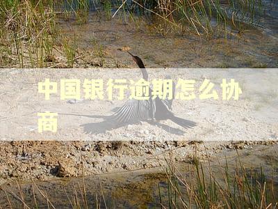 中国银行逾期怎么协商