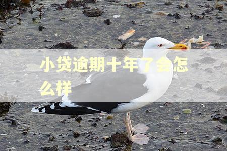 小贷逾期十年了会怎么样