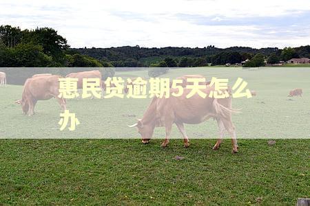 惠民贷逾期5天怎么办