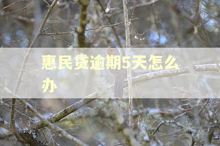 惠民贷逾期5天怎么办