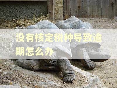 没有核定税种导致逾期怎么办