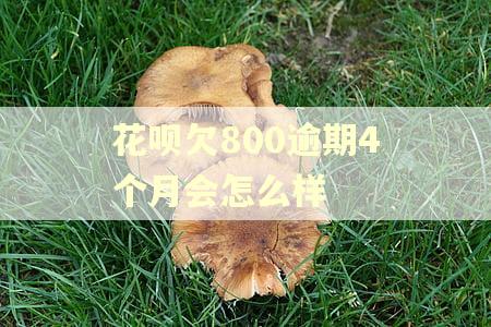 花呗欠800逾期4个月会怎么样