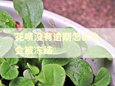 花呗没有逾期怎么办会被冻结