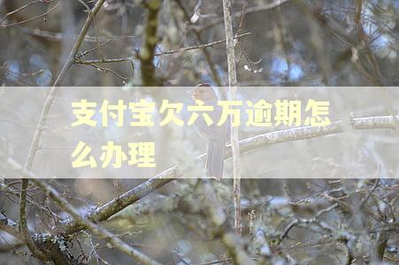 支付宝欠六万逾期怎么办理
