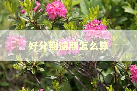 好分期逾期怎么算