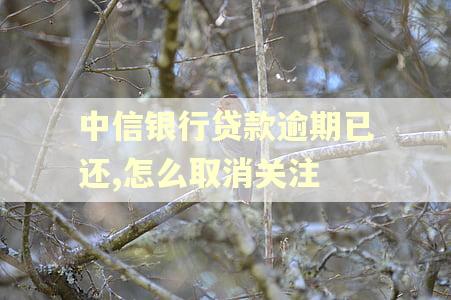 中信银行贷款逾期已还,怎么取消关注