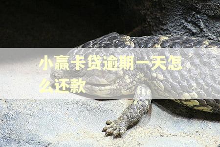 小赢卡贷逾期一天怎么还款
