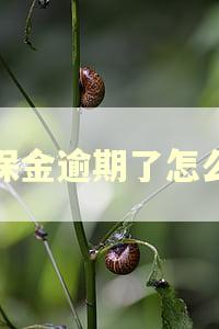 残保金逾期了怎么办