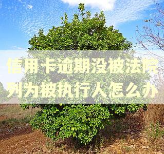 信用卡逾期没被法院列为被执行人怎么办