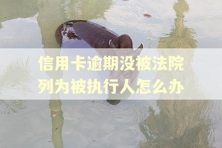 信用卡逾期没被法院列为被执行人怎么办