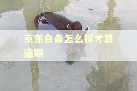 京东白条怎么样才算逾期