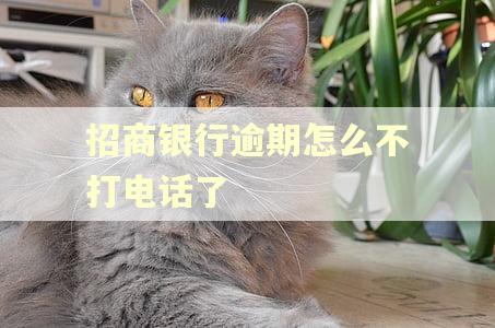 招商银行逾期怎么不打电话了