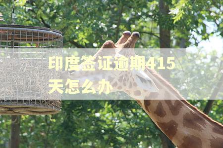印度签证逾期415天怎么办