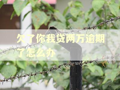 欠了你我贷两万逾期了怎么办