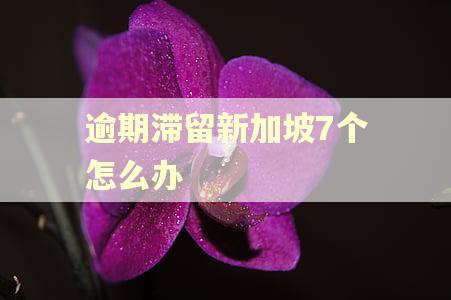逾期滞留新加坡7个怎么办