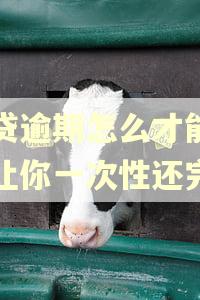网贷逾期怎么才能知道让你一次性还完