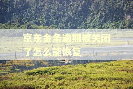 京东金条逾期被关闭了怎么能恢复