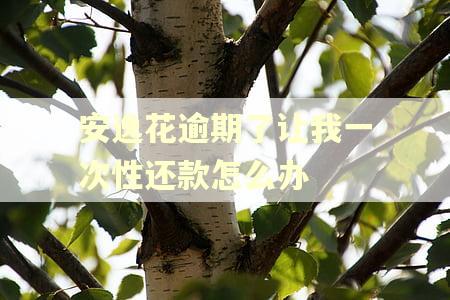 安逸花逾期了让我一次性还款怎么办