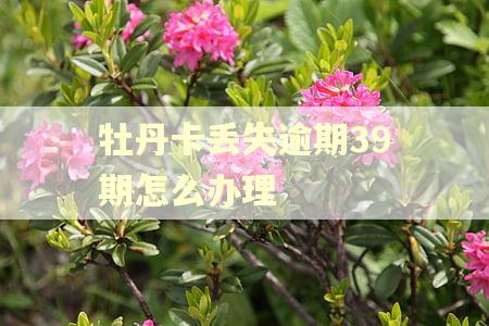 牡丹卡丢失逾期39期怎么办理