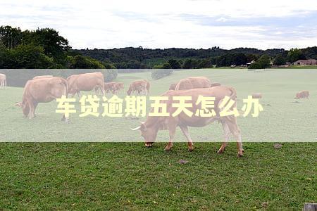 车贷逾期五天怎么办