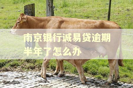 南京银行诚易贷逾期半年了怎么办