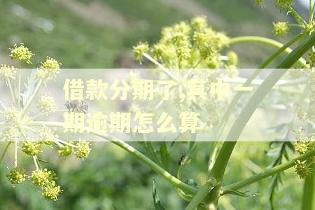 借款分期了,其中一期逾期怎么算