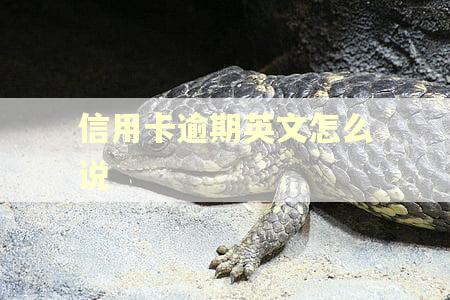信用卡逾期英文怎么说 信用卡逾期英文怎么说