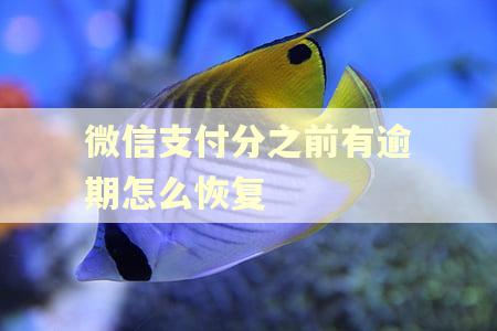 微信支付分之前有逾期怎么恢复 微信支付分之前有逾期怎么恢复